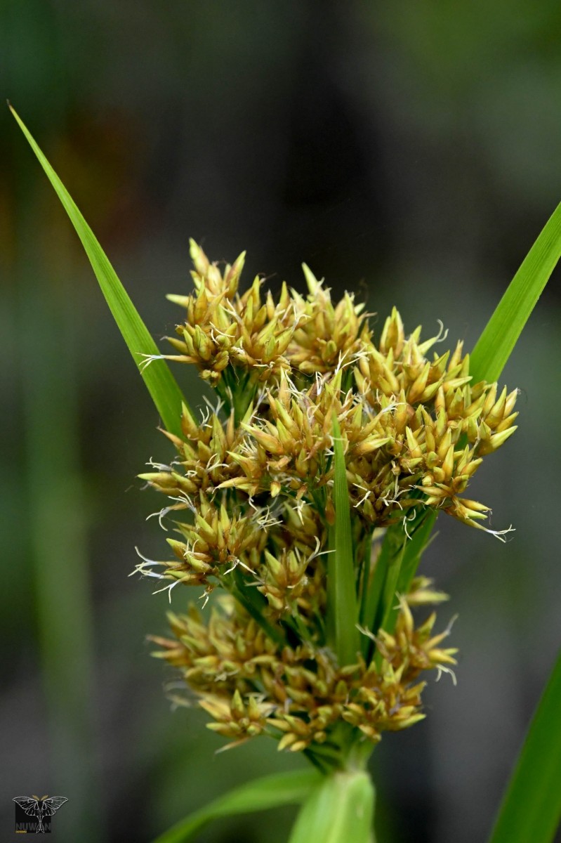 Scleria poiformis Retz.